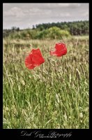 Wiese mit Mohnblume
