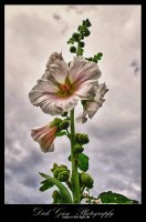 Stockrosenblüten